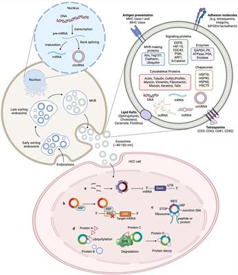 Insights about exosomal circular RNAs as novel biomarkers and therapeutic targets for hepatocellular carcinoma